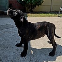 Chiot staffie #3