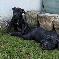 Chiot staffie