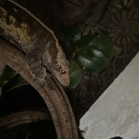 Gecko à crête