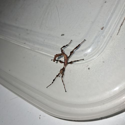 Phasmes scorpion ( à tiare)