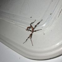 Phasmes scorpion ( à tiare)
