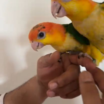 Caique tête orange