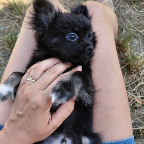 Chihuahua mâle #1