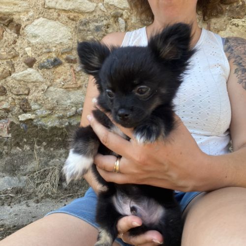 Chihuahua mâle #2
