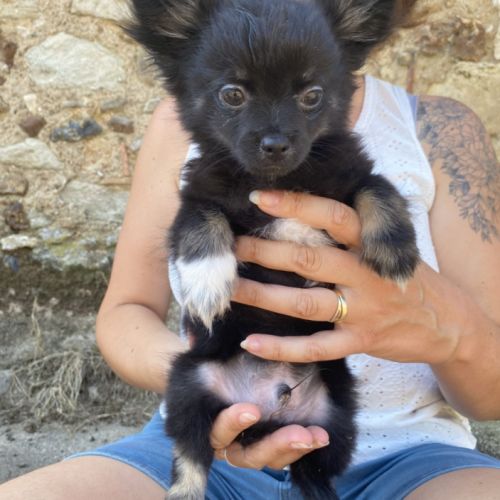 Chihuahua mâle #3