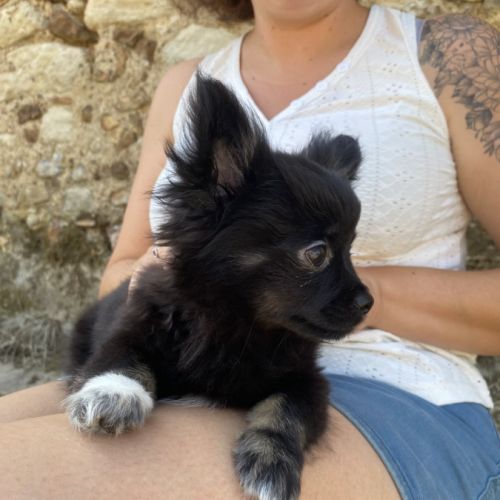 Chihuahua mâle