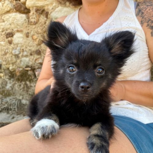 Chihuahua mâle #5