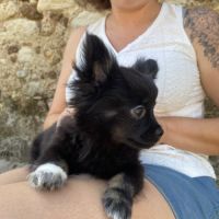 Chihuahua mâle #0