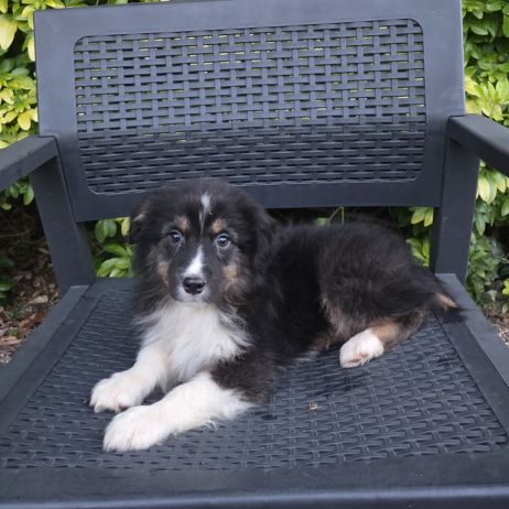 Chiots berger australien disponibles #1
