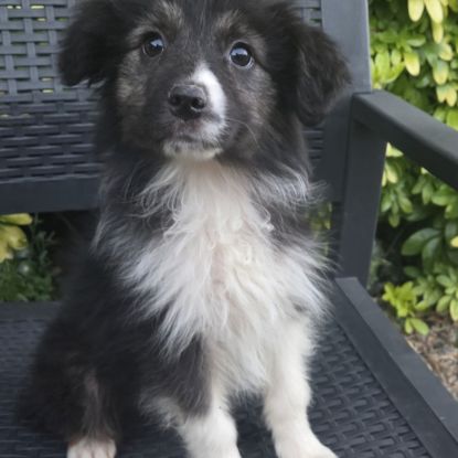 Chiots berger australien disponibles #0