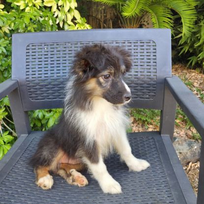 Chiot berger australien disponible