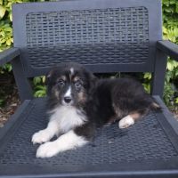 Chiots berger australien disponibles #1
