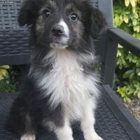 Chiots berger australien disponibles