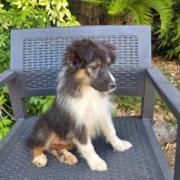 Chiot berger australien disponible