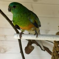 Recherche perruche à croupion rouge
