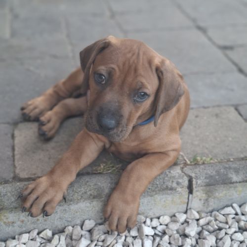 Chiots rhodesian ridgeback lof à réserver #1