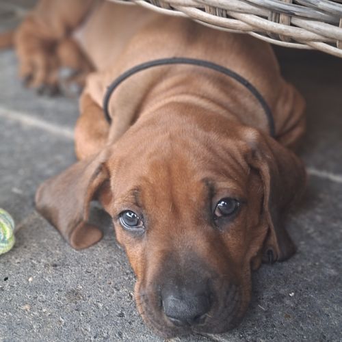 Chiots rhodesian ridgeback lof à réserver #3