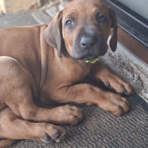 Chiots rhodesian ridgeback lof à réserver #4