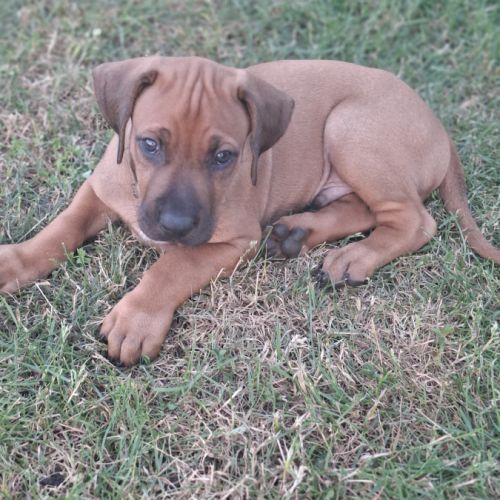 Chiots rhodesian ridgeback lof à réserver #5