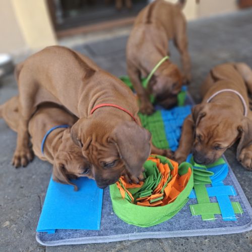 Chiots rhodesian ridgeback lof à réserver #2