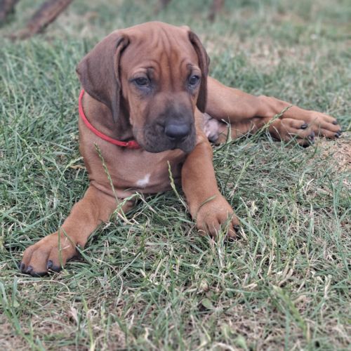 Chiots rhodesian ridgeback lof à réserver #5