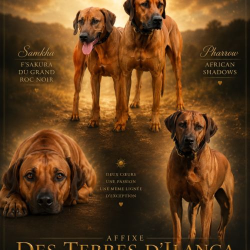 Chiots rhodesian ridgeback lof à réserver