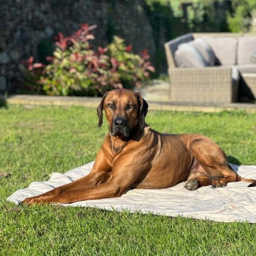 Chiots rhodesian ridgeback lof à réserver #8