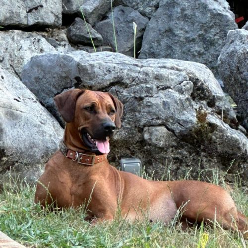 Chiots rhodesian ridgeback lof à réserver #9