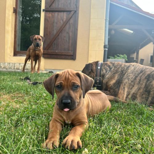 Chiots rhodesian ridgeback lof à réserver #10