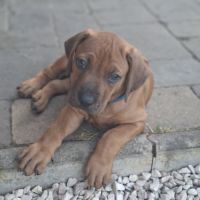 Chiots rhodesian ridgeback lof à réserver #1
