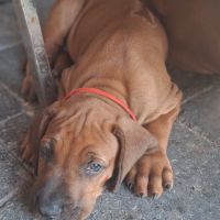 Chiots rhodesian ridgeback lof à réserver #2