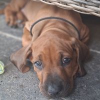Chiots rhodesian ridgeback lof à réserver #3