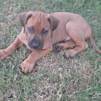 Chiots rhodesian ridgeback lof à réserver #5