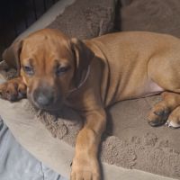 Chiots rhodesian ridgeback lof à réserver #6