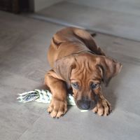 Chiots rhodesian ridgeback lof à réserver