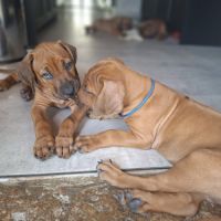 Chiots rhodesian ridgeback lof à réserver #3