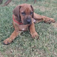 Chiots rhodesian ridgeback lof à réserver #5