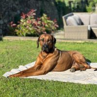 Chiots rhodesian ridgeback lof à réserver #8