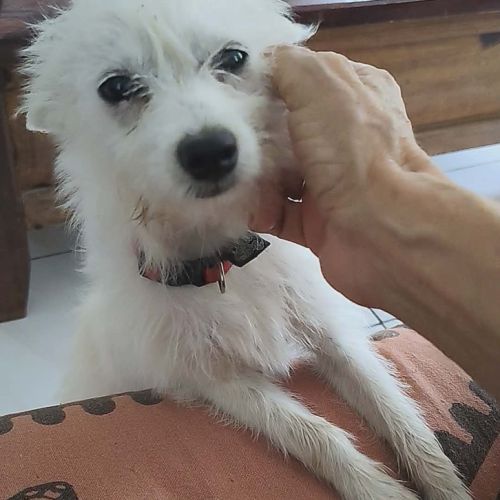 Lili puce, la mignonne louloute