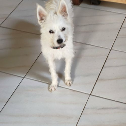 Lili puce, la mignonne louloute #2
