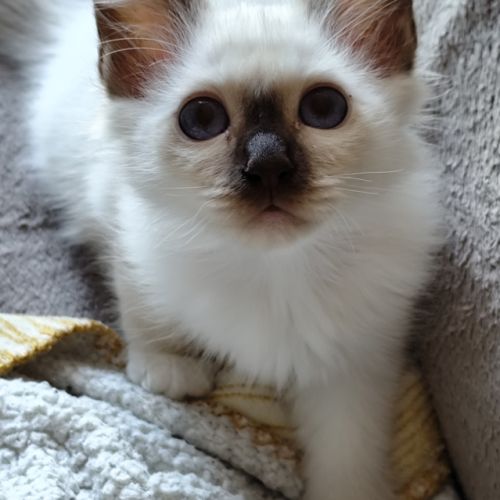Chaton sacré de birmanie mâle loof #1
