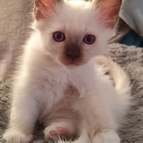 Chaton sacré de birmanie mâle loof #2