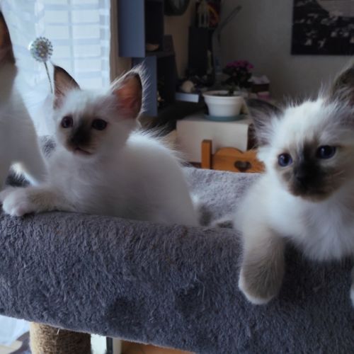 Chaton sacré de birmanie mâle loof