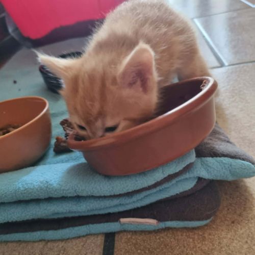 Gourmande à l'adoption #4