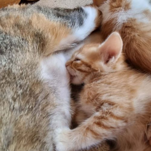 Gourmande à l'adoption #6