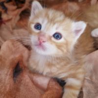 Gourmande à l'adoption #2