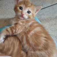Gourmande à l'adoption #3