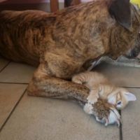Gourmande à l'adoption #5