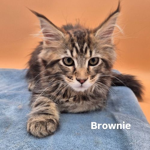 Chatons maine coon loof #2