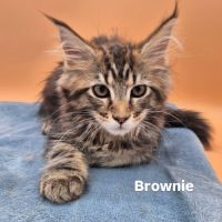 Chatons maine coon loof #2